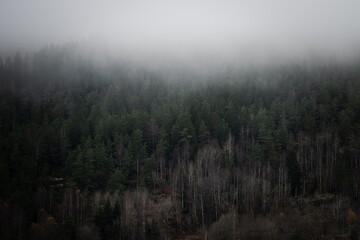 Nordic Fog Rolling over Forest Hillside