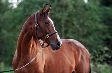 Obraz premium portrait of beautiful red-bay sportive mare against forest at evening