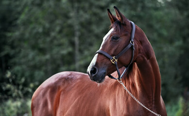 Fototapeta premium portrait of beautiful red-bay sportive Holsteinmare against forest at evening