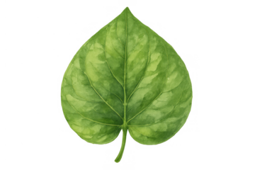 Green tropical leaf watercolor isolated on transparent background illustrating nature, growth, and organic design elements