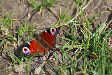 A peacock butterfly (Aglais io)