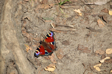 A peacock butterfly (Aglais io)