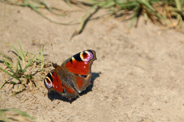 A peacock butterfly (Aglais io)