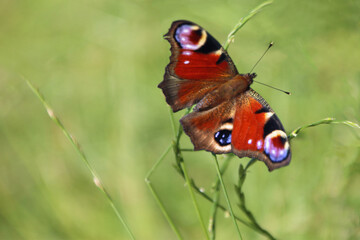 A peacock butterfly (Aglais io)