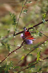 A peacock butterfly (Aglais io)