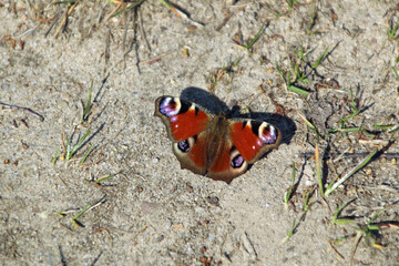 A peacock butterfly (Aglais io)