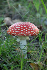 An Amanita muscaria mushroom