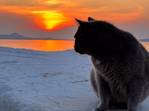 Cat watching sunset in Greece