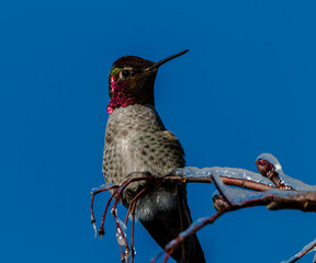 Fototapeta premium Anna Hummingbird and ice 2