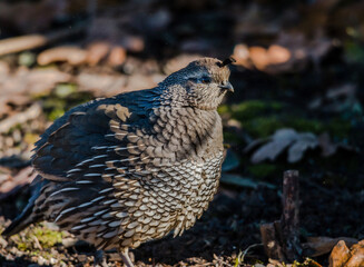 California Quail female