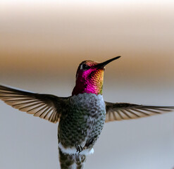 Fototapeta premium hummingbird in flight
