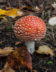 Amanita mushroom 