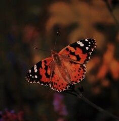 butterfly on a flower