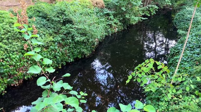 Beautiful river and plant texture at Yildiz Park (Turkish: Yildiz Parki) Besiktas District in Istanbul Turkey. (4K video)