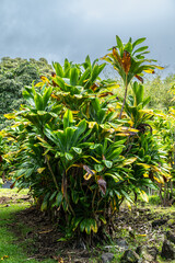 Ti (Cordyline fruticosa) Plants on Big Island, HI