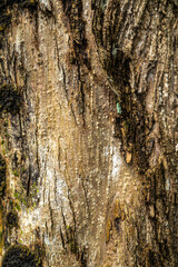 Bark of a Kou (Cordia subcordata) Tree on Big Island, HI