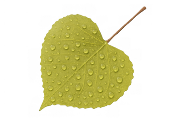 Green heart shaped leaf with fresh water drops, representing nature, spring, growth, and love on a transparent background