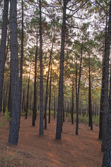 Fototapeta premium Autumnal forest scene with Scots pines bathed in the golden light of dawn and a thick layer of dry, chocolate-brown pinecones