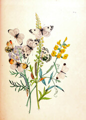 Antique scientific illustration featuring a variety of butterflies and caterpillars on blooming plant stems © cascoly2