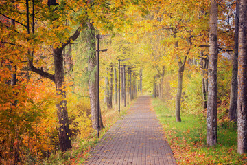 Trees by the path in the park.
