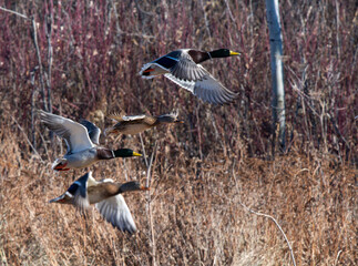 mallards in flight