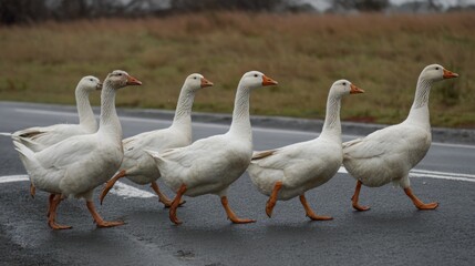 Obraz premium A group of six white geese walks confidently across a quiet road. The scene captures rural life with the geese making their way through the landscape.