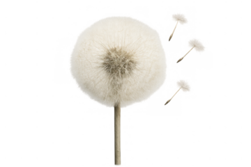 Dandelion puffball dispersing seeds with fluffy parachutes flying in wind, symbolising wishes, change, and freedom on transparent background