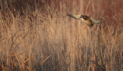 Hen mallard landing in golden hour