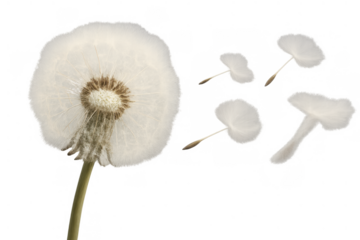 Dandelion puffball releasing its parachute-like seeds, floating independently with a soft and delicate appearance, transparent background