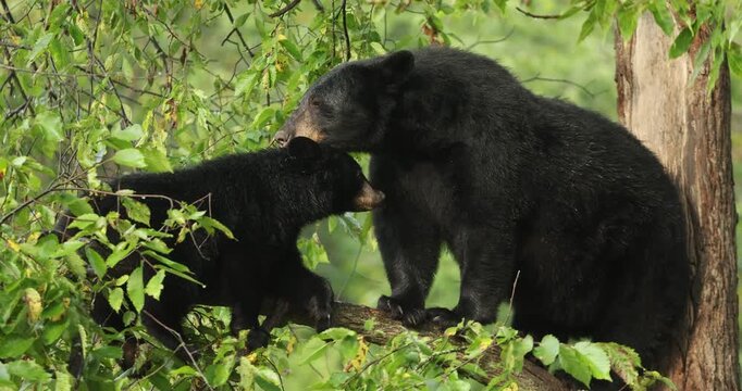 American black bear (Ursus americanus), mother and cub in tree, taken in Northern Minnesota, licking rain off fur