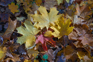 Close-up of colorful autumn maple leaves lying on the ground, illuminated by soft natural light.