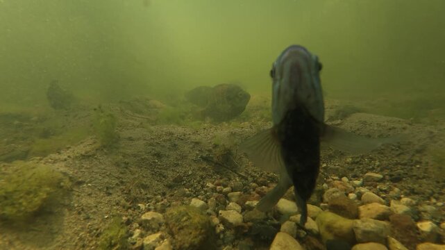  bluegill (Lepomis macrochirus) at nest, mating, schooling, taken in Central Minnesota