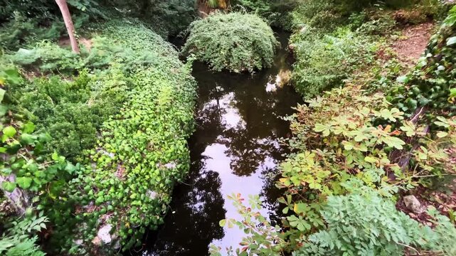 Beautiful river and plant texture at Yildiz Park (Turkish: Yildiz Parki) Besiktas District in Istanbul Turkey. (4K video)
