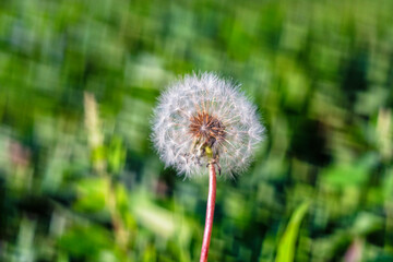 Blowball dandelion square bokeh