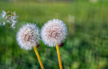 Blowing dandelion moves and flies away