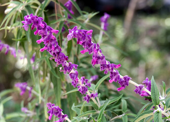 Mexican Bush Sage (lat.- Salvia leucantha)