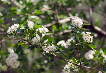 Blossom Common hawthorn, whitethorn (lat.- Crataegus monogyna)