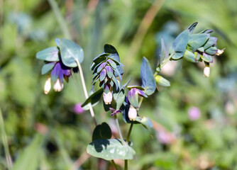 Blooming Palestinian Honeywort (lat.- Cerinthe palaestina)