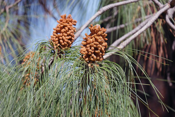 Canary Island pine (lat.- Pinus canariensis)