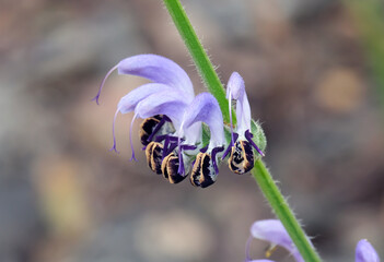 Blossom Blue Sage (lat.- Salvia indica)