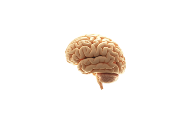 Dreamy brain floating serene amongst ethereal fluffy white clouds surreal concept