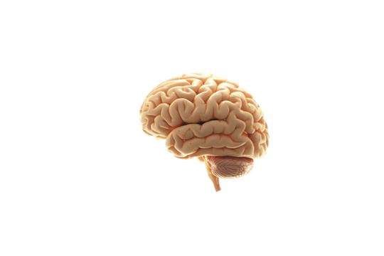 Dreamy brain floating serene amongst ethereal fluffy white clouds surreal concept