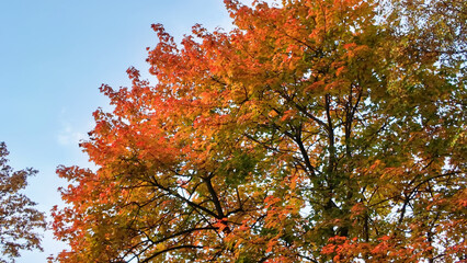 Red maple foliage creates a bright autumn scene with the blue sky.