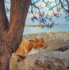 Cyprus - Protaras (fig tree bay) cat resting in focus, with a blurry background 