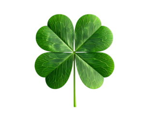 Lush green four-leaf clover on black background
