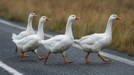 Obraz premium Four white geese trot across a narrow country road moving in a straight line. The scene is set against a backdrop of soft grass and an overcast sky.