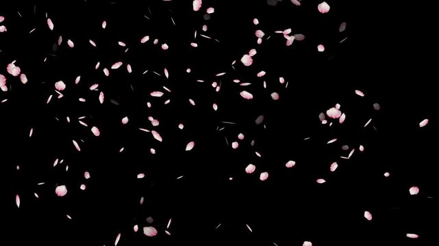  cherry blossom petal filing on transparent background. Pink cherry petals flying. Japanese cherry blossom and petals isolated motion 4k stock video.