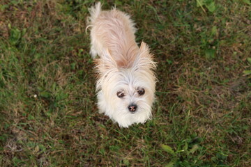 A small dog with long fur looks up toward the camera in soft outdoor lighting. Photographed in Toronto, Canada, capturing an affectionate and engaging pet expression.