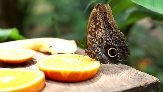The striking Caligo memnon with its wings closed to protect it, imitating the large eye of an owl. butterfly