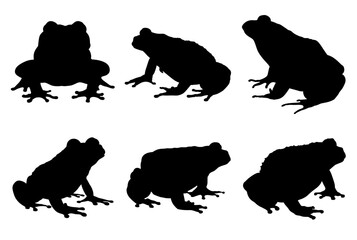 set of frogs
